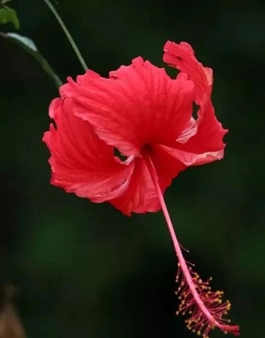朱槿多久施一次肥？：朱槿花開(kāi)多,掌握這三要點(diǎn),不掉花苞狂開(kāi)花藍(lán)妖花園