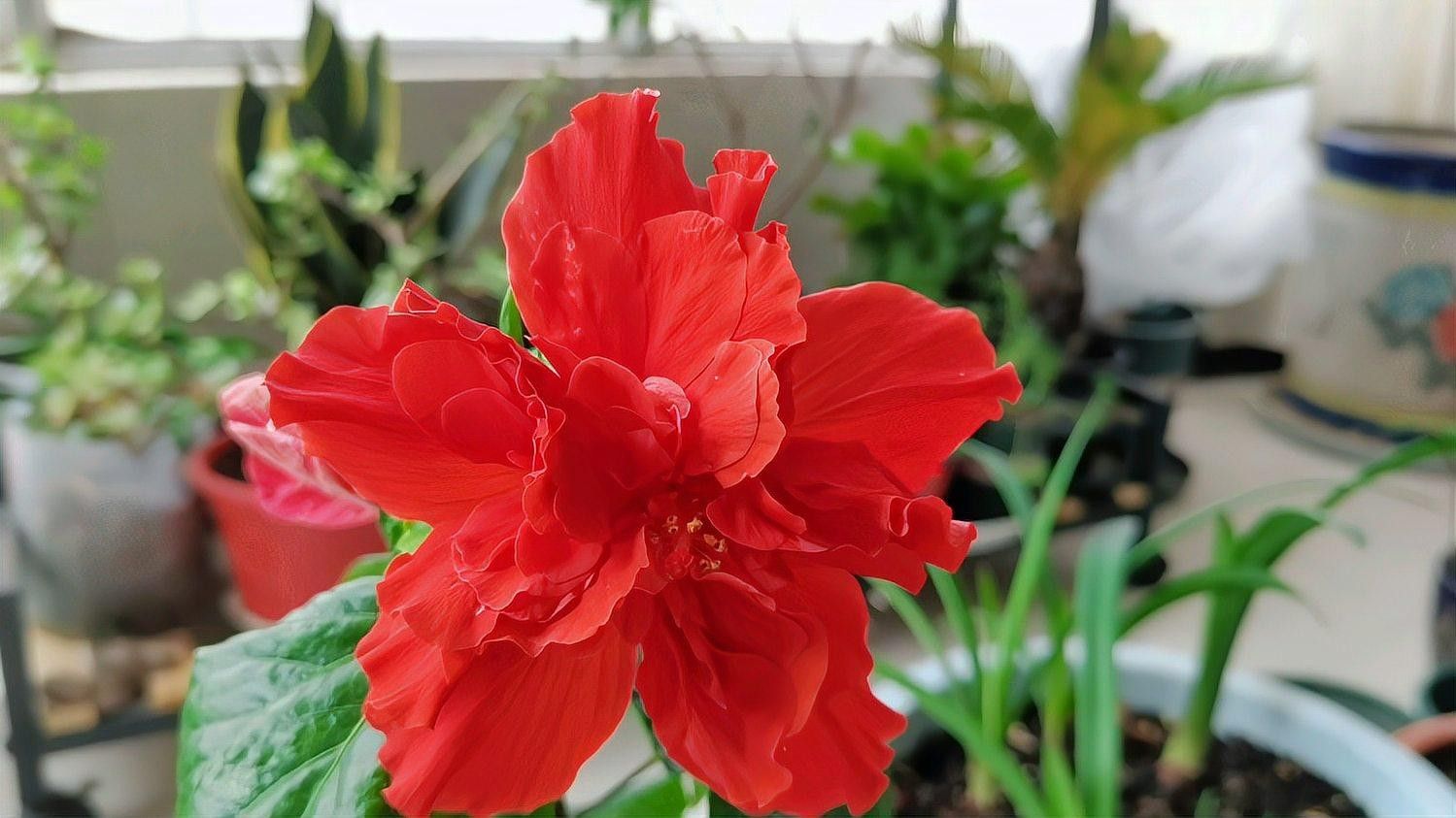 朱槿多久施一次肥？：朱槿花開(kāi)多,掌握這三要點(diǎn),不掉花苞狂開(kāi)花藍(lán)妖花園
