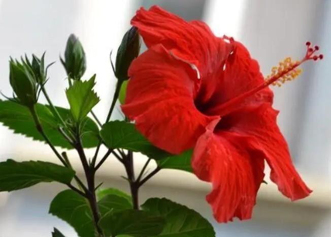 朱槿多久施一次肥？：朱槿花開(kāi)多,掌握這三要點(diǎn),不掉花苞狂開(kāi)花藍(lán)妖花園