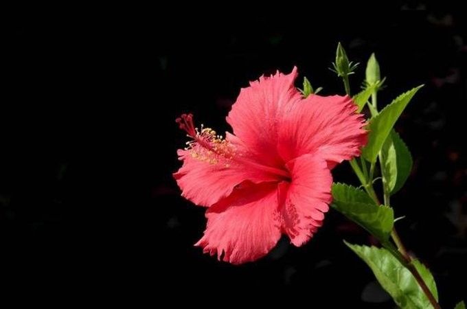朱槿多久施一次肥？：朱槿花開(kāi)多,掌握這三要點(diǎn),不掉花苞狂開(kāi)花藍(lán)妖花園