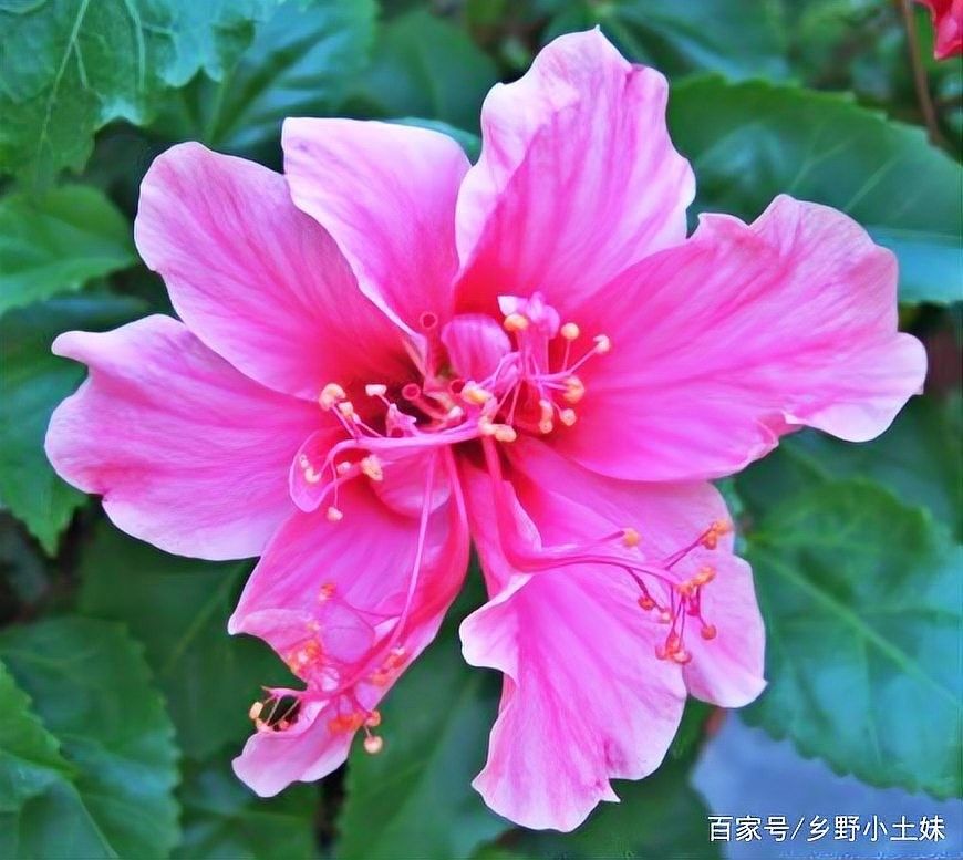 朱槿多久施一次肥？：朱槿花開(kāi)多,掌握這三要點(diǎn),不掉花苞狂開(kāi)花藍(lán)妖花園