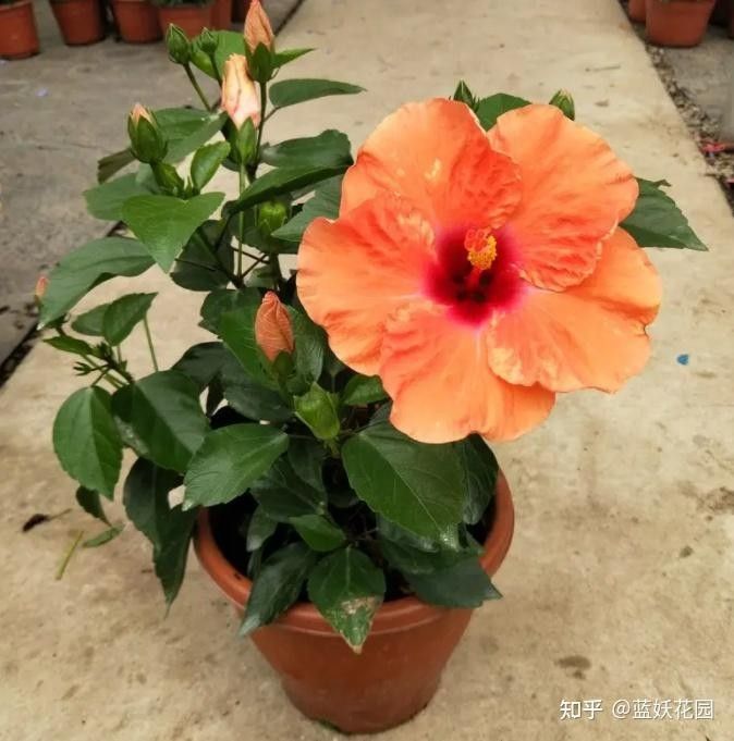 朱槿多久施一次肥？：朱槿花開(kāi)多,掌握這三要點(diǎn),不掉花苞狂開(kāi)花藍(lán)妖花園