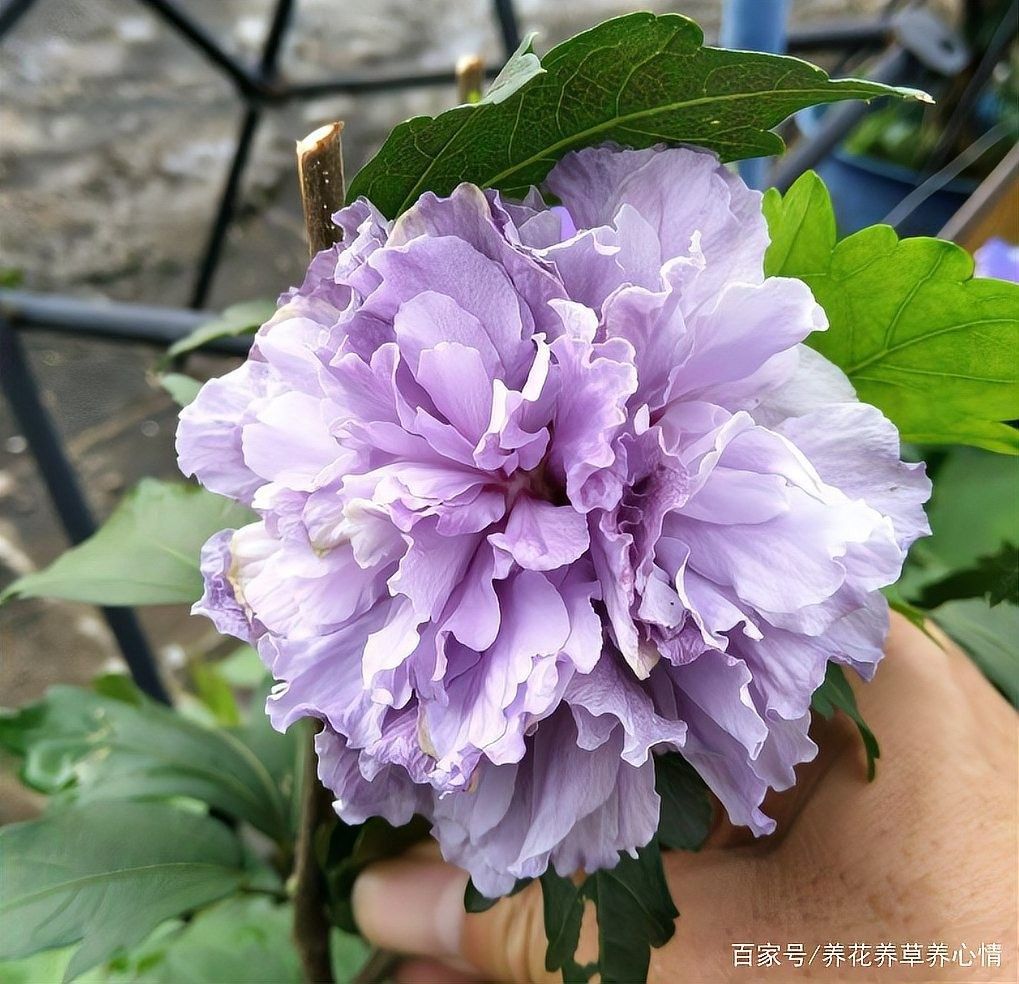 朱槿多久施一次肥？：朱槿花開(kāi)多,掌握這三要點(diǎn),不掉花苞狂開(kāi)花藍(lán)妖花園