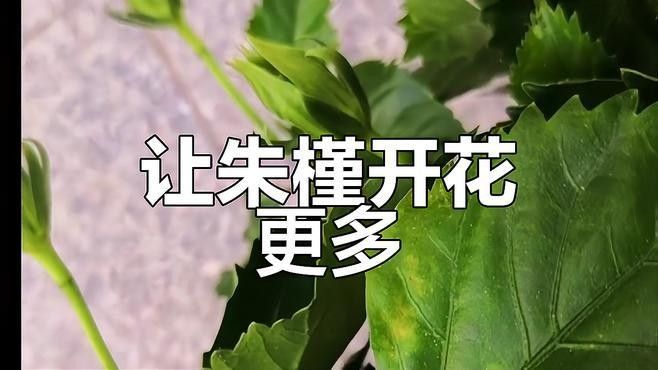 朱槿多久施一次肥？：朱槿花開(kāi)多,掌握這三要點(diǎn),不掉花苞狂開(kāi)花藍(lán)妖花園