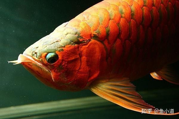 龍魚撞缸后應該如何處理傷口：龍魚撞缸后如何處理