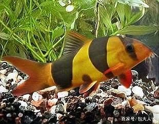 龍魚和三間鼠的最佳混養(yǎng)比例是多少：龍魚與三間鼠混養(yǎng)比例綜合考慮魚缸大小、魚種習性及生態(tài)平衡