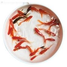 長沙哪里有賣龍魚的地方？：在長沙，購買龍魚主要渠道包括專業水族市場和觀賞魚專賣店 長沙哪里有賣龍魚的地方？：在長沙，購買龍魚主要渠道包括專業水族市場和觀賞魚專賣店 龍魚百科 第8張