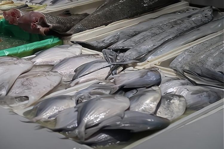 長沙哪里有賣龍魚的地方？：在長沙，購買龍魚主要渠道包括專業水族市場和觀賞魚專賣店 長沙哪里有賣龍魚的地方？：在長沙，購買龍魚主要渠道包括專業水族市場和觀賞魚專賣店 龍魚百科 第7張