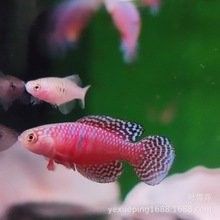 龍門縣雷龍魚產地有哪些知名的批發商：龍門縣及周邊地區與雷龍魚相關的市場情況如下
