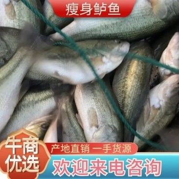 龍門縣雷龍魚產地有哪些知名的批發商：龍門縣及周邊地區與雷龍魚相關的市場情況如下