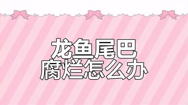 四角龍魚爛尾后如何治療：四角龍魚爛尾的治療需綜合水質(zhì)管理、藥物干預和藥物干預和營養(yǎng)支持
