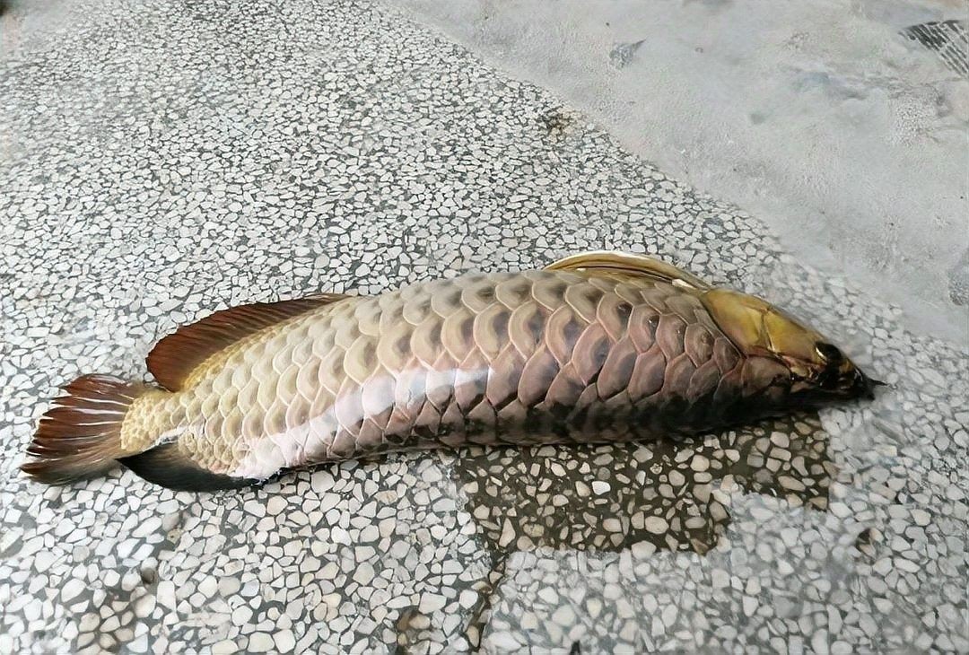 如何設置龍魚低水位飼養環境？：20-30公分龍魚飼養技巧與注意事項