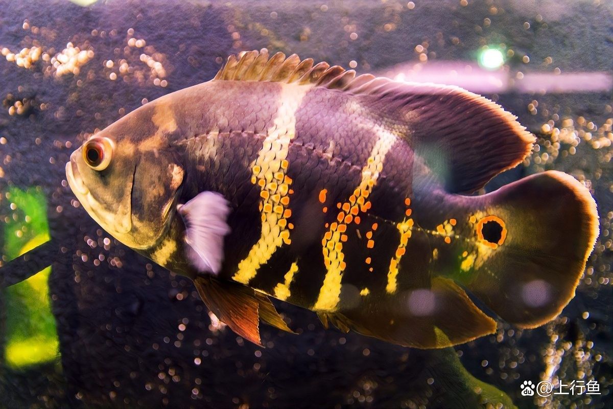 龍魚和地圖魚喂多少合適：喂食量,食物選擇,01:4530公分龍魚