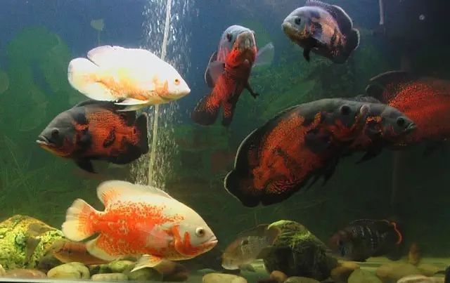 龍魚和地圖魚喂多少合適：喂食量,食物選擇,01:4530公分龍魚