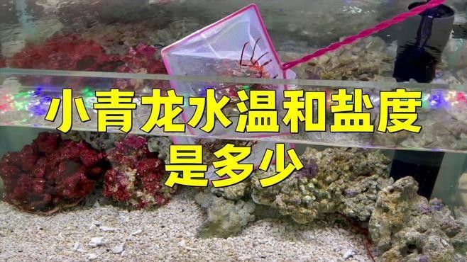 青龍魚的價格是多少：青龍魚價格因規(guī)格、品相和地區(qū)差異而有所不同