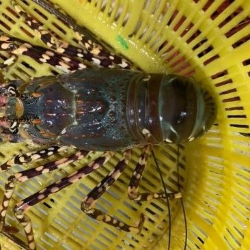 青龍魚的價格是多少：青龍魚價格因規(guī)格、品相和地區(qū)差異而有所不同