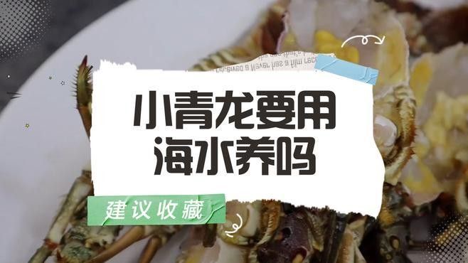 青龍魚的價格是多少：青龍魚價格因規(guī)格、品相和地區(qū)差異而有所不同
