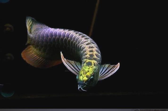 白子龍魚的市場需求如何:白子龍魚作為觀賞魚中的高端品種 龍魚百科 第6張 白子龍魚的市場需求如何:白子龍魚作為觀賞魚中的高端品種 白子龍魚的市場需求如何:白子龍魚作為觀賞魚中的高端品種 龍魚百科 第6張