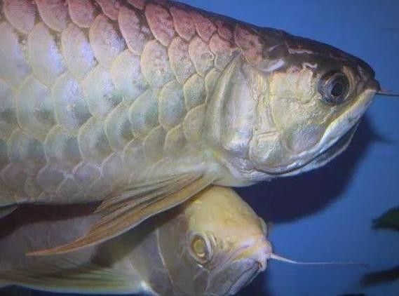 白子龍魚的市場需求如何:白子龍魚作為觀賞魚中的高端品種 龍魚百科 第3張 白子龍魚的市場需求如何:白子龍魚作為觀賞魚中的高端品種 白子龍魚的市場需求如何:白子龍魚作為觀賞魚中的高端品種 龍魚百科 第3張