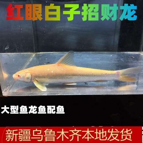 白子龍魚的市場需求如何:白子龍魚作為觀賞魚中的高端品種 龍魚百科 第7張 白子龍魚的市場需求如何:白子龍魚作為觀賞魚中的高端品種 白子龍魚的市場需求如何:白子龍魚作為觀賞魚中的高端品種 龍魚百科 第7張