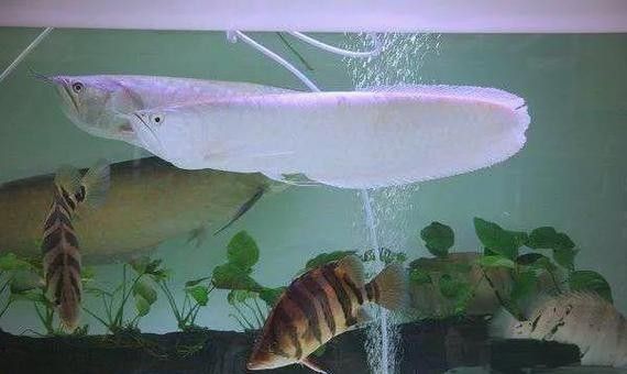 白子龍魚的市場需求如何:白子龍魚作為觀賞魚中的高端品種 龍魚百科 第4張 白子龍魚的市場需求如何:白子龍魚作為觀賞魚中的高端品種 白子龍魚的市場需求如何:白子龍魚作為觀賞魚中的高端品種 龍魚百科 第4張