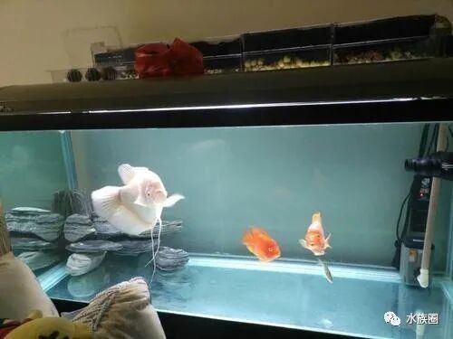 龍魚底濾濾材多久清洗一次：魚缸里的生化濾材多長時間洗一次為好