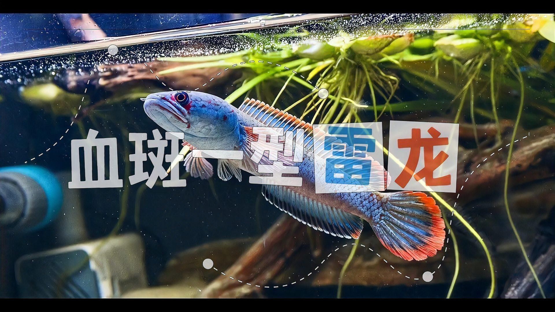 有哪些血斑雷龍魚穩(wěn)定血統(tǒng)推薦？：小型雷龍龍襄愛(ài)養(yǎng)寵常見(jiàn)小型雷龍魚大揭秘阿正資源收集