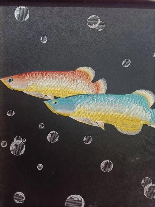 如何選擇適合金龍魚魚缸的背景圖片：金龍魚在不同生長階段對背景的需求差異顯著需求及注意事項