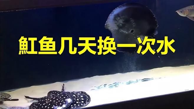 龍魚和魟魚多久喂一次：共參考10篇資料