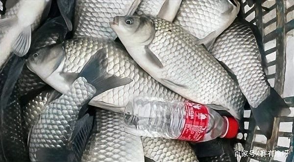 龍魚不加溫如何安全過(guò)冬：龍魚冬天不加溫能活嗎
