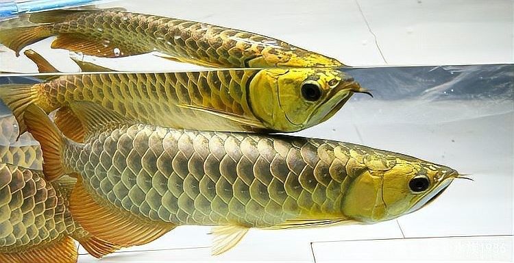 哪些因素會影響金龍魚底色：金龍魚底色的形成與表現
