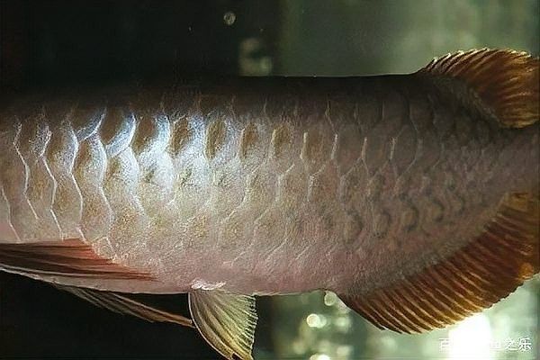 金龍魚馬蹄印對價值有何影響：金龍魚的馬蹄印，20塊和2000塊的金魚