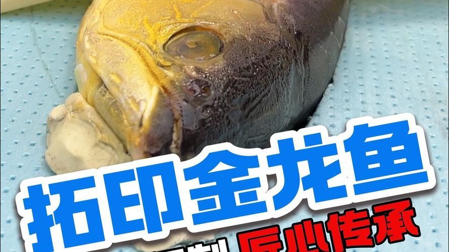 金龍魚馬蹄印對價值有何影響：金龍魚的馬蹄印，20塊和2000塊的金魚