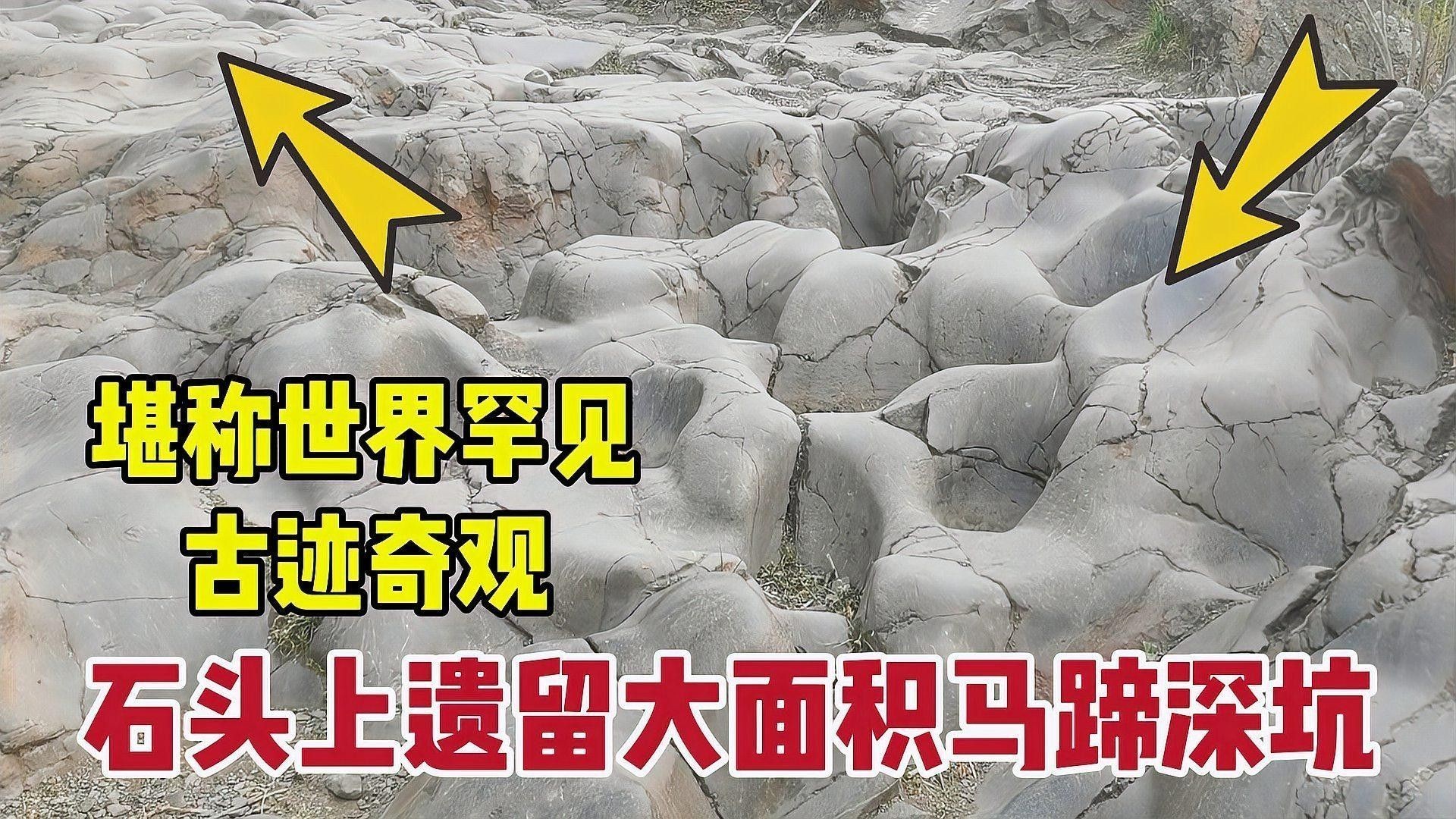 金龍魚馬蹄印對價值有何影響：金龍魚的馬蹄印，20塊和2000塊的金魚