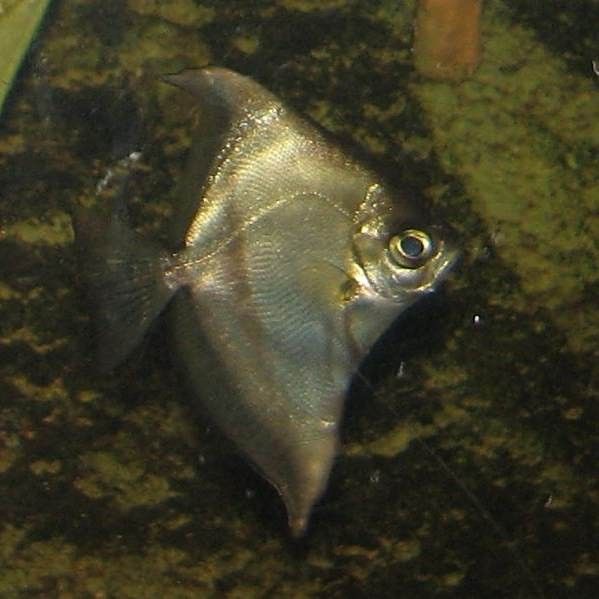 哪些魚可以和蝙蝠鯧混養？：萌寵百科小團團蝙蝠鯧混養方案及注意事項及注意事項