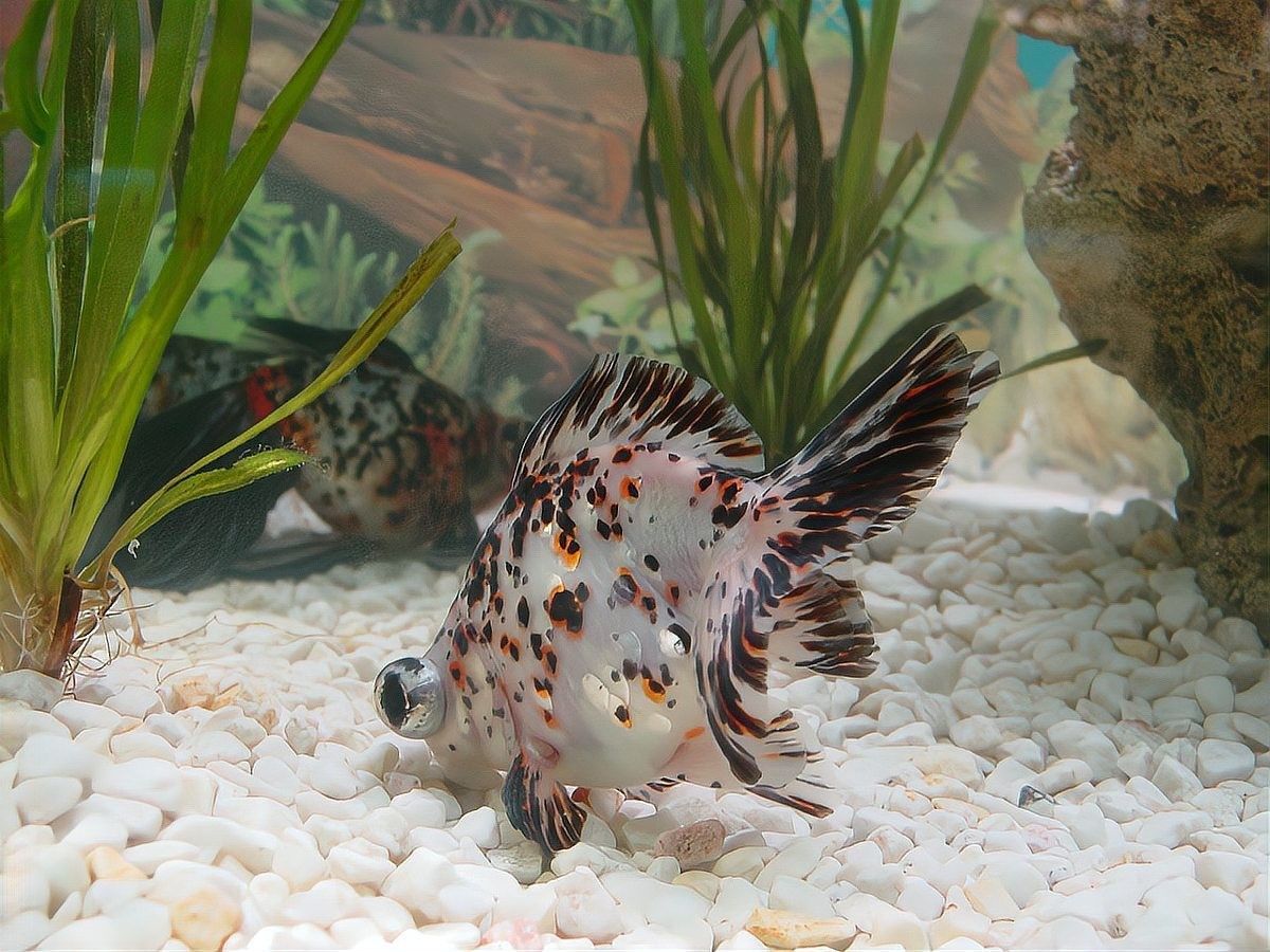 哪些魚可以和蝙蝠鯧混養？：萌寵百科小團團蝙蝠鯧混養方案及注意事項及注意事項
