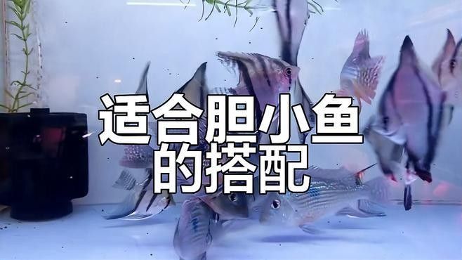 哪些魚可以和蝙蝠鯧混養？：萌寵百科小團團蝙蝠鯧混養方案及注意事項及注意事項