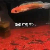 紅帝王黑魔神雷龍魚爆梅花需要多長時間：紅帝王黑魔神雷龍魚爆花后如何護理紅帝王雷龍魚
