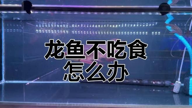 龍魚趴缸期間應該喂食嗎：龍魚受驚撞缸,如何應對絕食趴缸現象,龍魚趴缸全解:原因剖析與應對策略