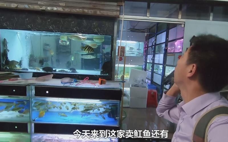 廣州龍魚市場的價(jià)格如何：廣州龍魚市場價(jià)格因品種、體型、品相及市場供需差異顯著