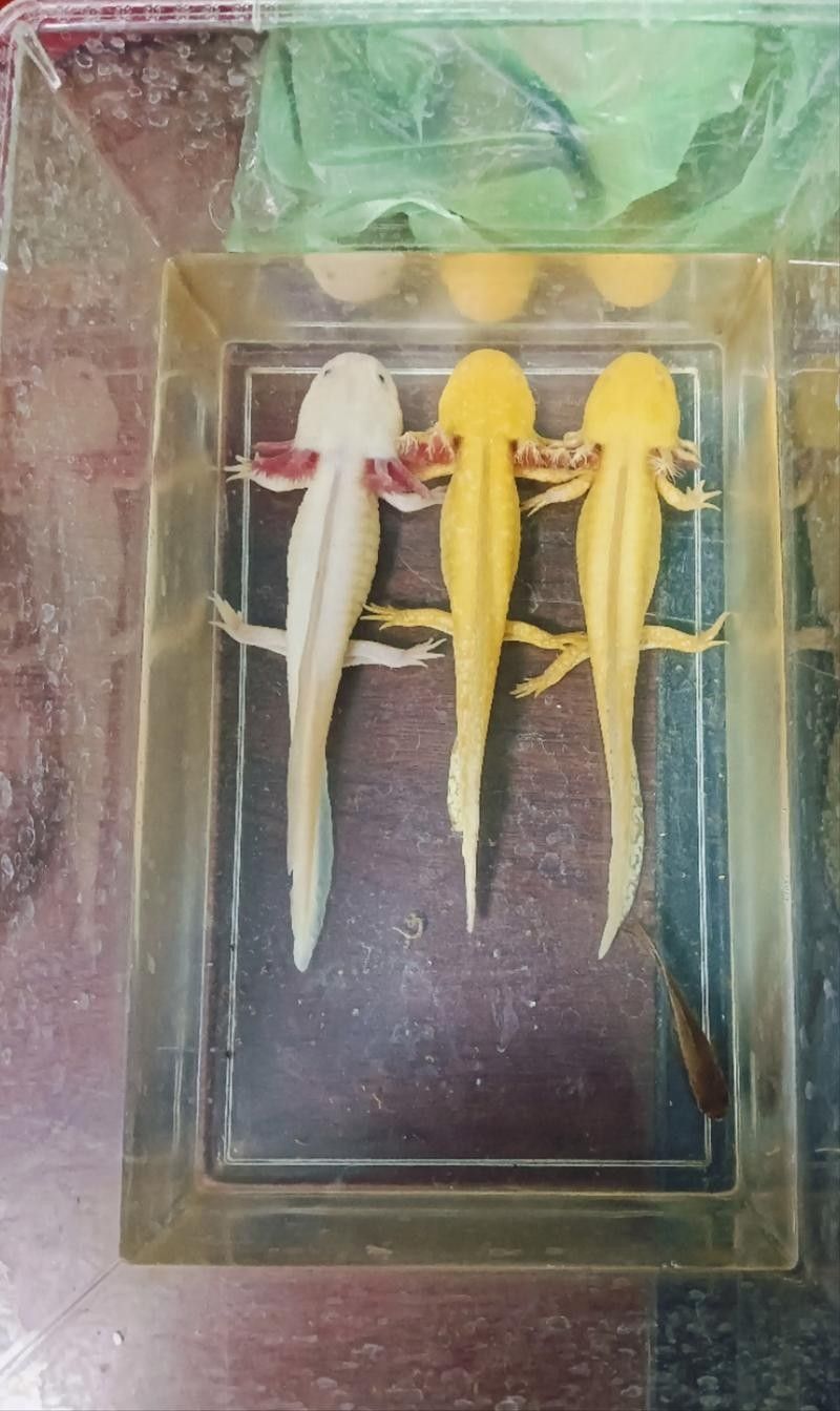 六角恐龍魚長大后的樣子：六角恐龍魚長大后是什么樣子？ 六角恐龍魚長大后的樣子：六角恐龍魚長大后是什么樣子？ 龍魚百科 第25張