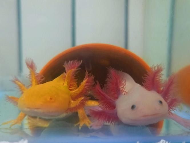 六角恐龍魚長大后的樣子：六角恐龍魚長大后是什么樣子？ 六角恐龍魚長大后的樣子：六角恐龍魚長大后是什么樣子？ 龍魚百科 第26張