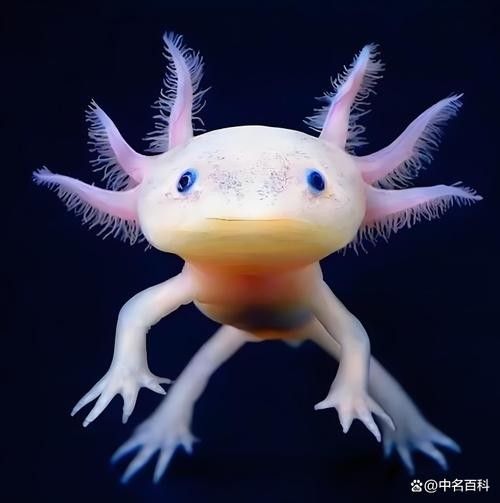 六角恐龍魚長大后的樣子：六角恐龍魚長大后是什么樣子？ 六角恐龍魚長大后的樣子：六角恐龍魚長大后是什么樣子？ 龍魚百科 第5張