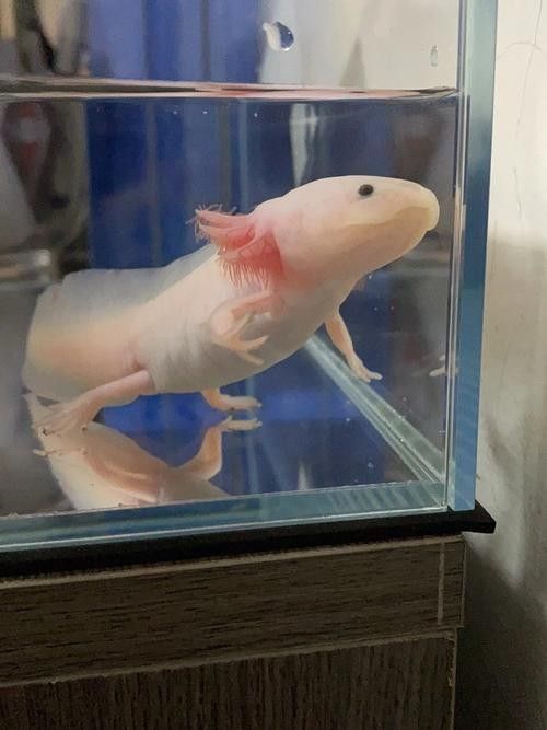 六角恐龍魚長大后的樣子：六角恐龍魚長大后是什么樣子？ 六角恐龍魚長大后的樣子：六角恐龍魚長大后是什么樣子？ 龍魚百科 第21張