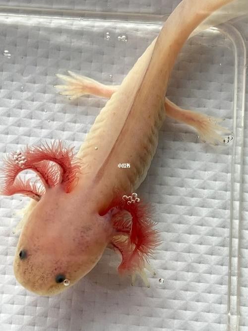 六角恐龍魚長大后的樣子：六角恐龍魚長大后是什么樣子？ 六角恐龍魚長大后的樣子：六角恐龍魚長大后是什么樣子？ 龍魚百科 第18張