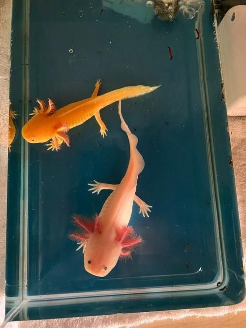 六角恐龍魚長大后的樣子：六角恐龍魚長大后是什么樣子？ 六角恐龍魚長大后的樣子：六角恐龍魚長大后是什么樣子？ 龍魚百科 第23張