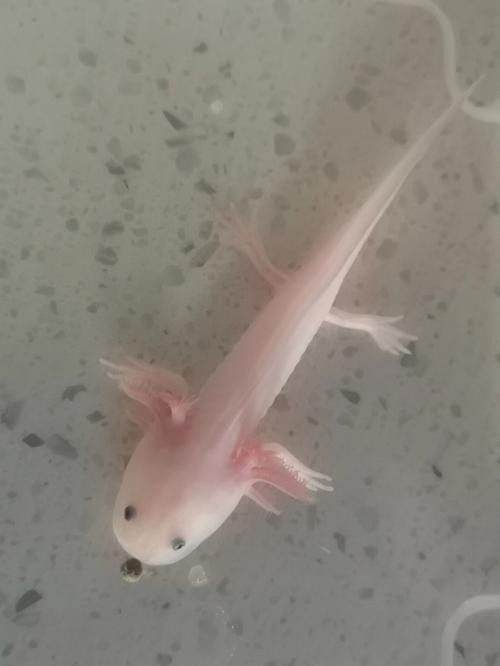 六角恐龍魚長大后的樣子：六角恐龍魚長大后是什么樣子？ 六角恐龍魚長大后的樣子：六角恐龍魚長大后是什么樣子？ 龍魚百科 第24張