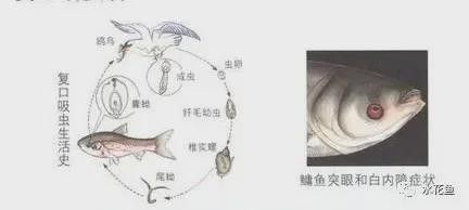 雷龍魚凸眼病會傳染嗎？：百度健康雷龍蒙眼用什么藥