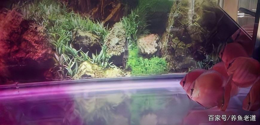 做龍魚檢疫需要多長時間：新魚到家檢疫隔離全攻略