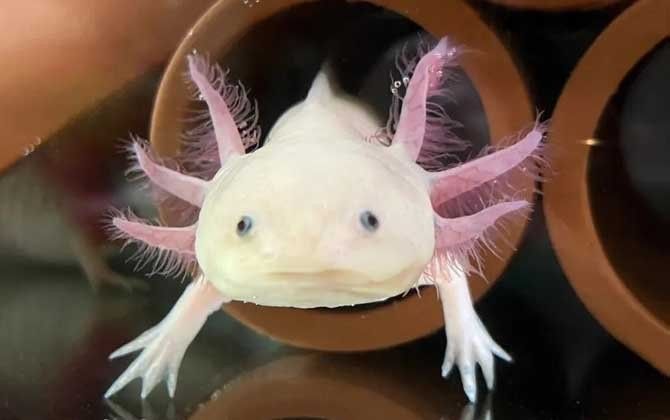 六角恐龍魚多久吃一次魚糞便：六角恐龍魚一般多久喂一次 六角恐龍魚多久吃一次魚糞便：六角恐龍魚一般多久喂一次 龍魚百科 第1張